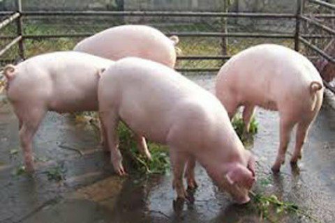 Empowering Mothers group (आमा समुह) through Pig Farming in Chepang community